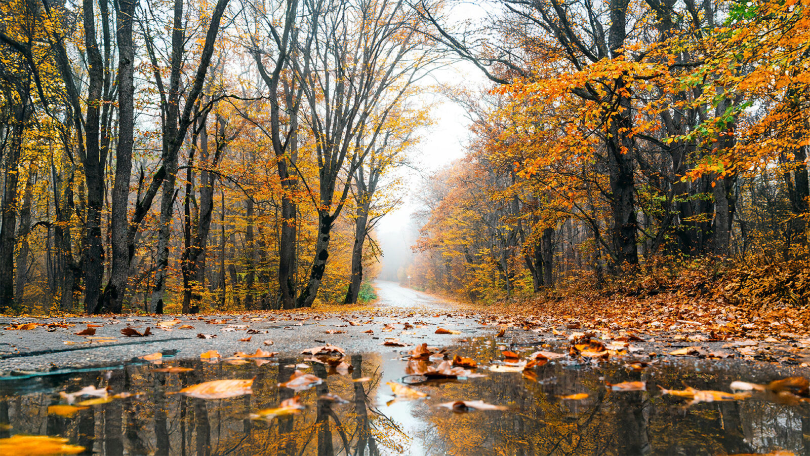 Autumn leaves on a wet road